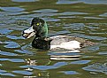 Picture Title - Scaup with Prize