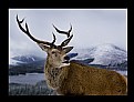 Picture Title - Stag