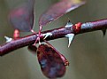 Picture Title - thorns