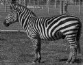 Picture Title - California Zebra