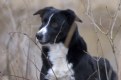 Picture Title - Border collie