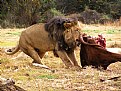 Picture Title - Hungry Lion