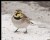 Horned Lark