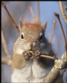 Picture Title - Red Squirrel