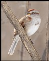 Picture Title - American Tree Sparrow