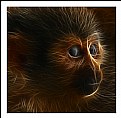 Picture Title - Intimate primate