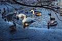 Picture Title - "Swan lake"