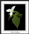 Picture Title - white trillium