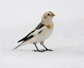 Picture Title - Snow Bunting