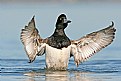 Picture Title - Scaup