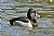 Ring- necked Duck