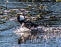 Picture Title - Hooded Merganser