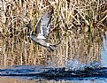 Picture Title - Northern Pintail Male