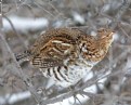 Picture Title - Ruffed Grouse