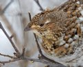 Picture Title - Ruffed Grouse