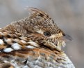 Picture Title - Ruffed Grouse