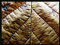 Picture Title - brown leaf