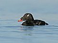 Picture Title - Close Encounters with the Scoter Kind