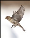 Picture Title - Common Redpoll In Flight