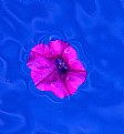 Picture Title - Floating Flower