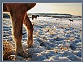 Picture Title - Winter Pastures III