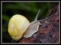 Picture Title - The Snail