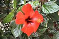 Picture Title - Red Hibiscus...