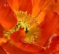 Picture Title - Poppy
