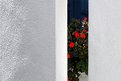 Picture Title - Santorini Minimal - Geranium