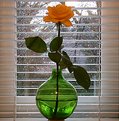 Picture Title - Rose in green vase (and raining outside..)