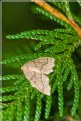 Picture Title - Moth 2