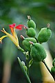 Picture Title - Green Flower