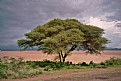 Picture Title - Dramatic Tree