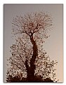 Picture Title - albero....