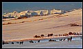 Picture Title - Elk on Eastern Slopes