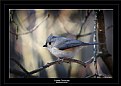 Picture Title - Tufted Titmouse