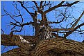 Picture Title - Oak