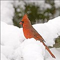 Picture Title - Cardinal