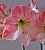 Amaryllis 2008 close up.