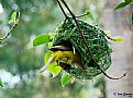 Picture Title - Yellow Finch