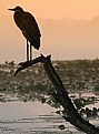 Picture Title - Blue Heron on Orange