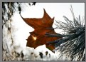 Picture Title - solar penetrative