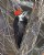 Female Pileated Woodpecker