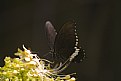 Picture Title - Mariposa