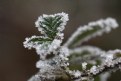 Picture Title - A frosty day