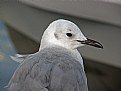 Picture Title - Sound of a Seagull