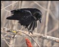 Picture Title - Wind-blown Crow