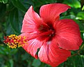 Picture Title - Hibiscus Plenus