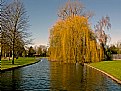 Picture Title - A Weeping Willo Tree