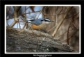 Picture Title - Red-breasted Nuthatch